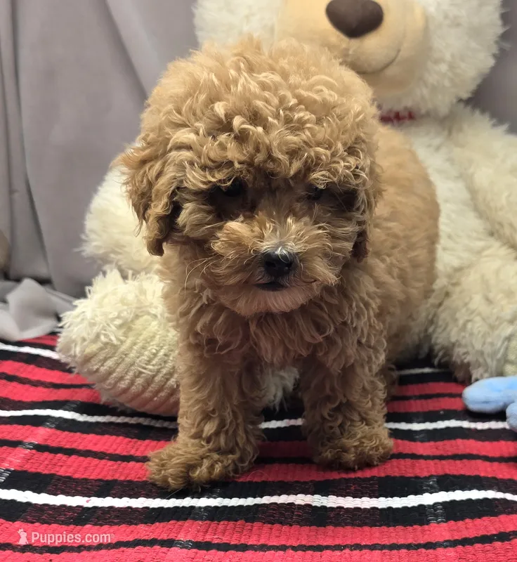 mercer – Poodle - Toy  puppy for sale in Donnellson, IA