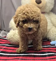 mercer, a male Poodle - Toy  for sale in Donnellson, IA – 3 of 4