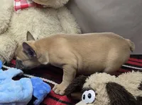 bella, a female French Bulldog for sale in Donnellson, IA – 5 of 5