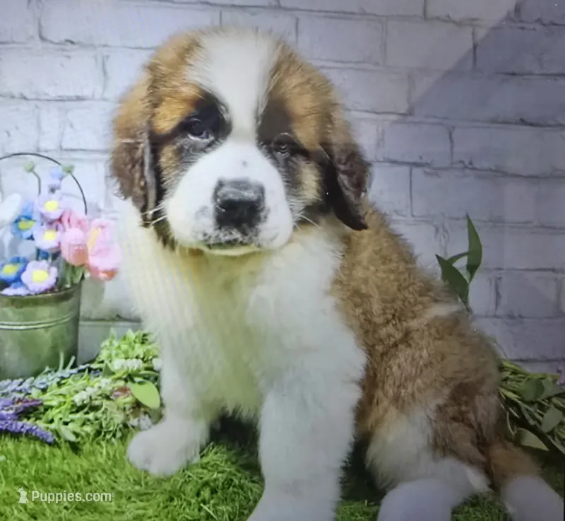 brice, a male Saint Bernard for sale in Donnellson, IA – 1 of 1