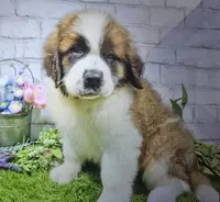 brice, a male Saint Bernard for sale in Donnellson, IA – 1 of 1