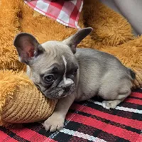 brenda, a female French Bulldog for sale in Donnellson, IA – Photo 2 of 3