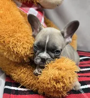 brenda, a female French Bulldog for sale in Donnellson, IA – Photo 3 of 3