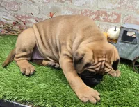 tildy, a female Bullmastiff for sale in Donnellson, IA – 6 of 6