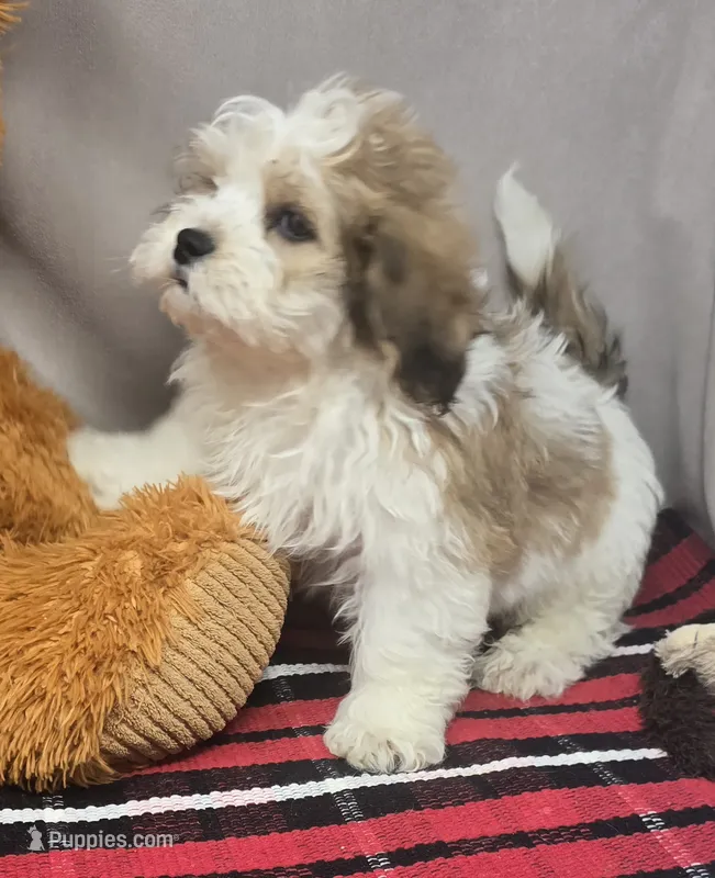 mika – Bichon Frise, Shih Tzu puppy for sale in Donnellson, IA