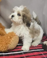 mika, a male Bichon Frise and Shih Tzu for sale in Donnellson, IA – 1 of 4