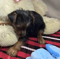 nadine, a female Yorkshire Terrier for sale in Donnellson, IA – 2 of 3