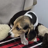 roger, a male Beagle for sale in Donnellson, IA – 3 of 4