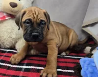 mangoe, a female Bullmastiff for sale in Donnellson, IA – 2 of 4