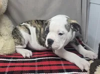 processed/03c23cfd-7357-4450-a9f0-8e1e43f6b93c/listing/f2bcd475-0883-48f0-835f-cd6f7a124bdb/104644fc-0023-417b-8f8e-5992b99ab8c5