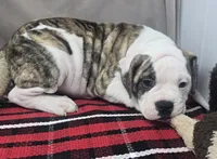 processed/03c23cfd-7357-4450-a9f0-8e1e43f6b93c/listing/f2bcd475-0883-48f0-835f-cd6f7a124bdb/4bf9d7b4-4640-4ff6-97f8-b947cf0a8fb1