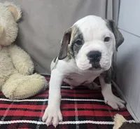 processed/03c23cfd-7357-4450-a9f0-8e1e43f6b93c/listing/f2bcd475-0883-48f0-835f-cd6f7a124bdb/9ab9b269-f058-4eec-8303-685677704581