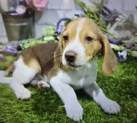 brett, a male Beagle for sale in Donnellson, IA – 1 of 1