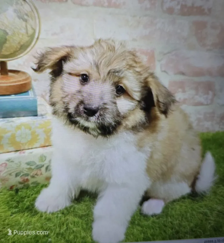 mark – Havanese, Pomeranian puppy for sale in Donnellson, IA