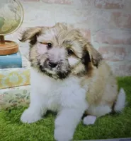 mark, a male Havanese and Pomeranian for sale in Donnellson, IA – 1 of 1