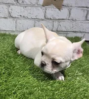 penny, a female French Bulldog for sale in Donnellson, IA – Photo 1 of 6