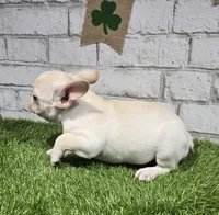 penny, a female French Bulldog for sale in Donnellson, IA – Photo 5 of 6