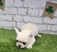 penny, a female French Bulldog for sale in Donnellson, IA – Photo 4 of 6