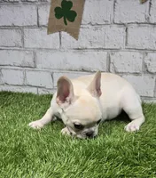 penny, a female French Bulldog for sale in Donnellson, IA – Photo 3 of 6