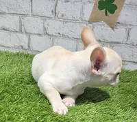 penny, a female French Bulldog for sale in Donnellson, IA – Photo 2 of 6