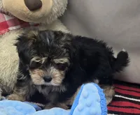 ben, a male Morkie for sale in Donnellson, IA – 4 of 6