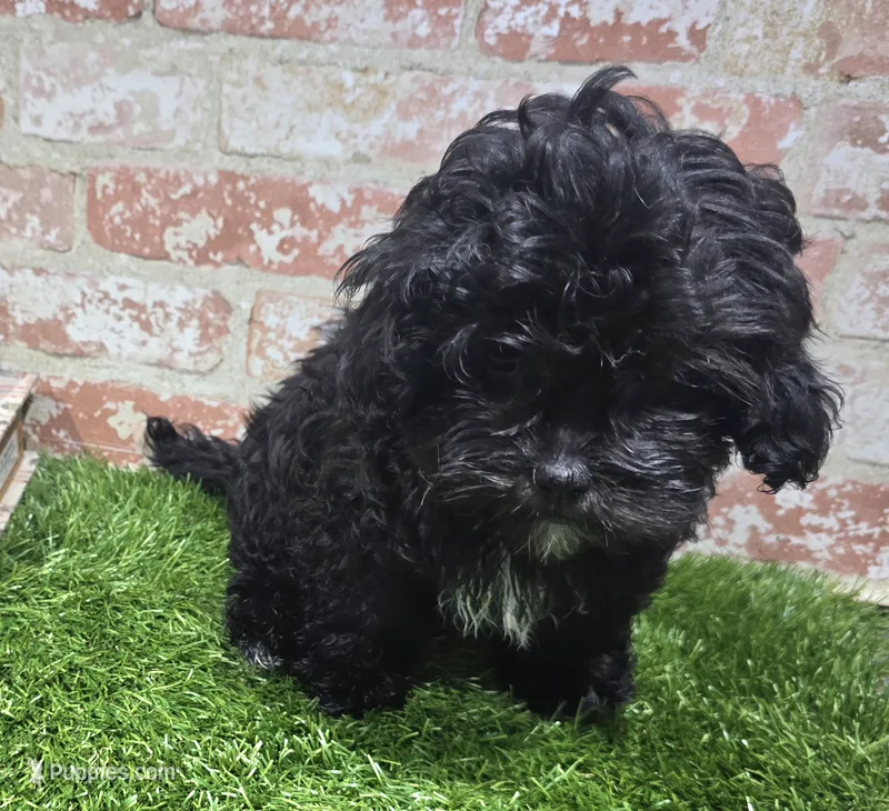 ricky – Shihpoo puppy for sale in Donnellson, IA