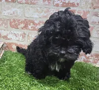ricky, a male Shihpoo for sale in Donnellson, IA – 2 of 3