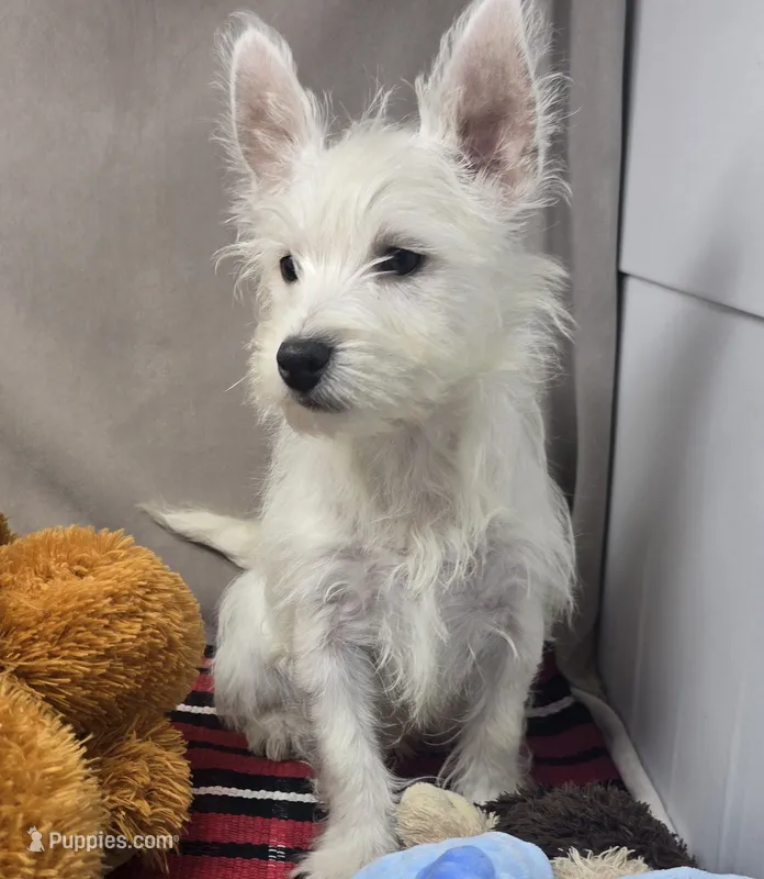 molly – West Highland White Terrier puppy for sale in Donnellson, IA