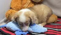 mistique, a female Miniature Australian Shepherd for sale in Donnellson, IA – 2 of 4