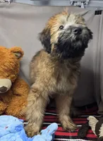 maggie, a female Soft Coated Wheaten Terrier for sale in Donnellson, IA – 3 of 4