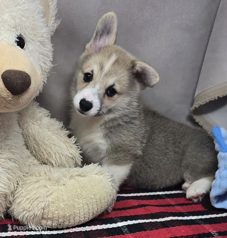 marty – Pembroke Welsh Corgi puppy for sale in Donnellson, IA