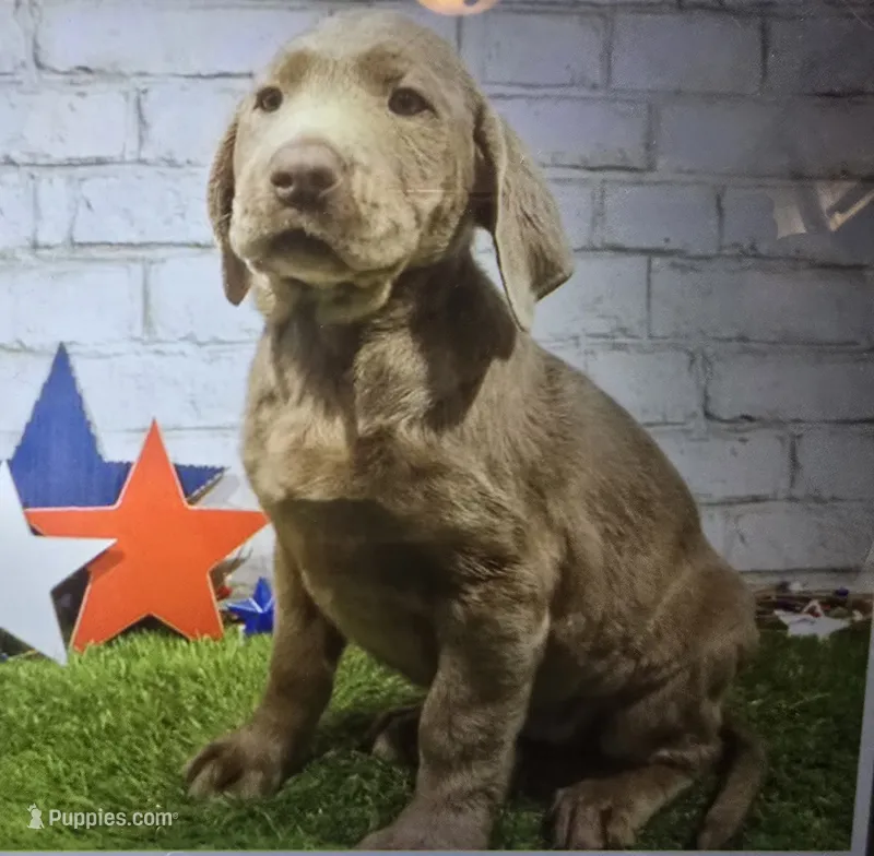 matt – Labrador Retriever puppy for sale in Donnellson, IA
