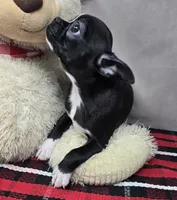 macie, a female Boston Terrier for sale in Donnellson, IA – 4 of 4