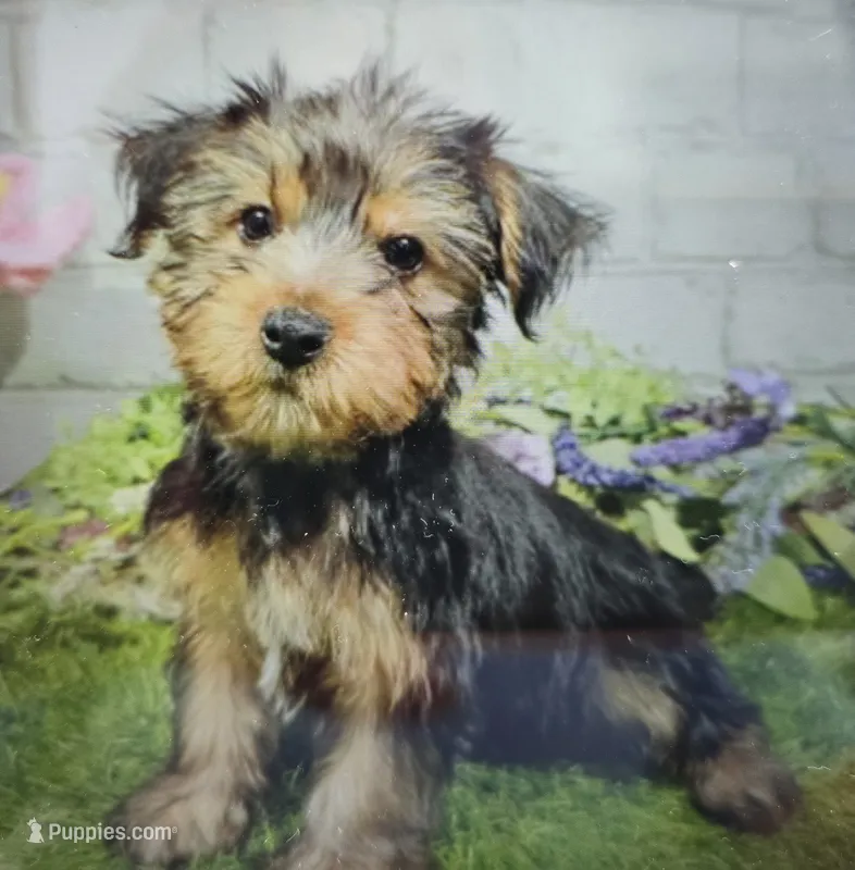 mathew – Yorkshire Terrier puppy for sale in Donnellson, IA
