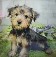 mathew, a male Yorkshire Terrier for sale in Donnellson, IA – 1 of 1