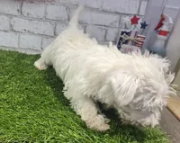 josh, a male West Highland White Terrier for sale in Donnellson, IA – 3 of 6