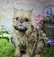 mark, a male Brussels Griffon for sale in Donnellson, IA – 3 of 5
