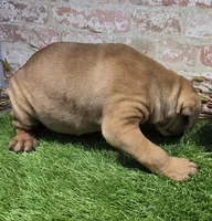 tildy, a female Bullmastiff for sale in Donnellson, IA – 4 of 6