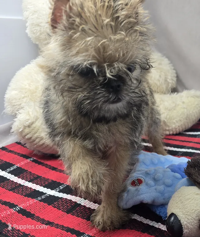 mark – Brussels Griffon puppy for sale in Donnellson, IA