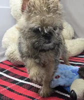 mark, a male Brussels Griffon for sale in Donnellson, IA – 1 of 5