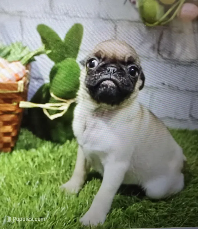 barney – Pug puppy for sale in Donnellson, IA