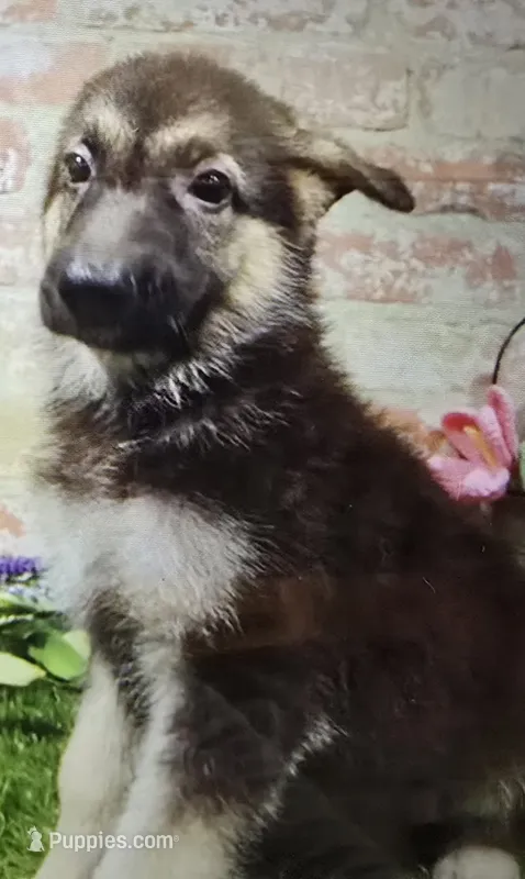 belinda – German Shepherd Dog puppy for sale in Donnellson, IA