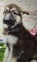 belinda, a female German Shepherd Dog for sale in Donnellson, IA – 1 of 6
