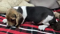 randy, a male Beagle for sale in Donnellson, IA – 6 of 6
