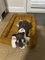 Finn, a male Miniature Schnauzer for sale in Plano, TX – Photo 3 of 5