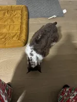 Finn, a male Miniature Schnauzer for sale in Plano, TX – Photo 5 of 5