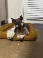 Finn, a male Miniature Schnauzer for sale in Plano, TX – Photo 2 of 5