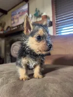Frizzbee, a male Norwich Terrier for sale in Groesbeck, TX – 4 of 8