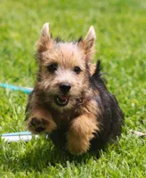 Frizzbee, a male Norwich Terrier for sale in Groesbeck, TX – 6 of 8