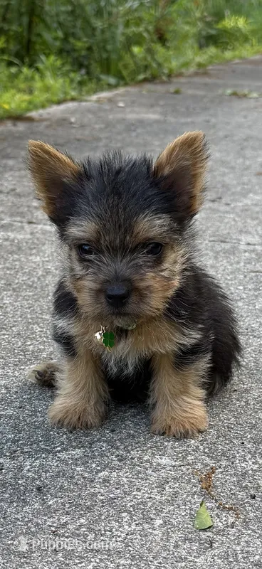Frizzbee – Norwich Terrier puppy for sale in Groesbeck, TX